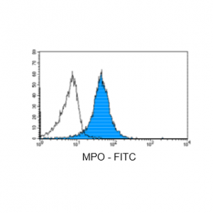 Figure 5: Immunostaining with Nordic-MUbio anti MPO-FITC conjugate of undifferentiated leukemia cells of AML type.